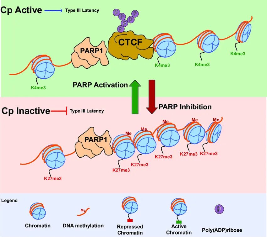 Парп 1. PARP ингибиторы. PARP DNA. PARP фермент. Белок parp1,.