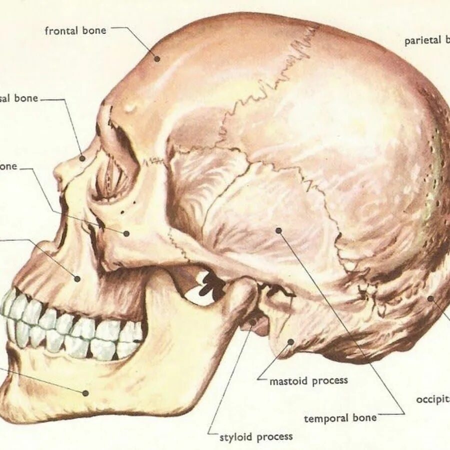 Части черепа головы. Строение черепа человека. Строение черепа головы. Кости головы человека анатомия. Bone head