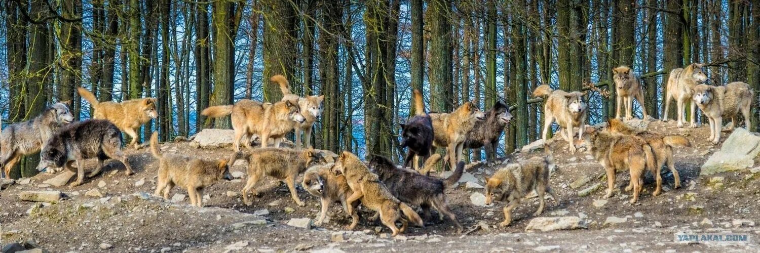 Голодные волки рыщут. Волки стая. Стая Волков. Стая Волков на охоте. Стая Волков в лесу.