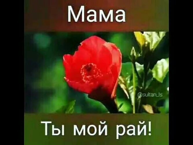 Мама ты мой рай. Спасибо мамочка стих. Мама ты мой мир. Мама ты мой мир. Мама мой ангел.