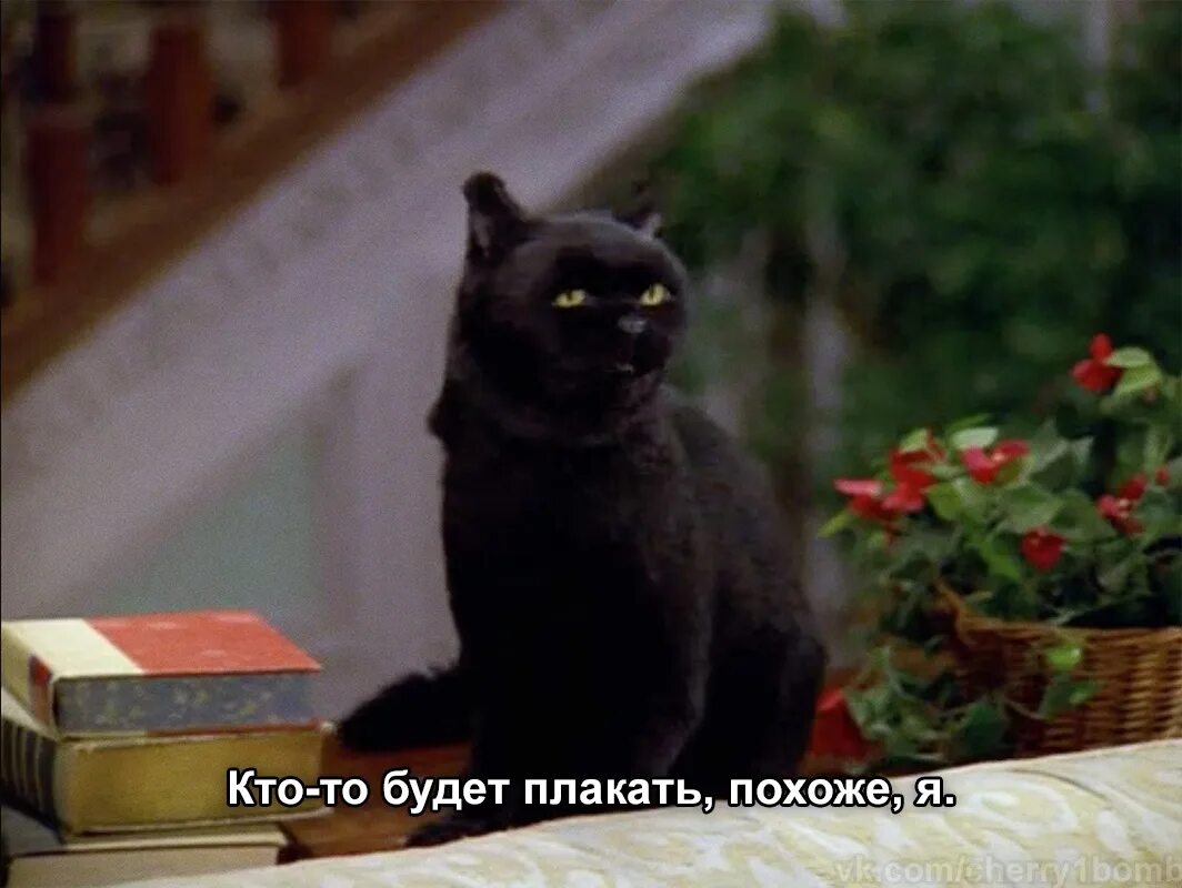 End up living. Сэйлем Сэйберхеген кот. Кот Салем из Сабрины.