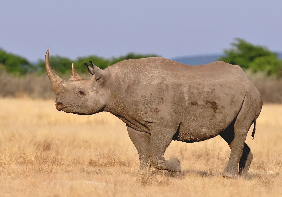 Кто живет в африке животные. Саванны и редколесья Южной Америки животные. Африка Саванна носорог. Африканский черный носорог. Diceros bicornis longipes вымерший.