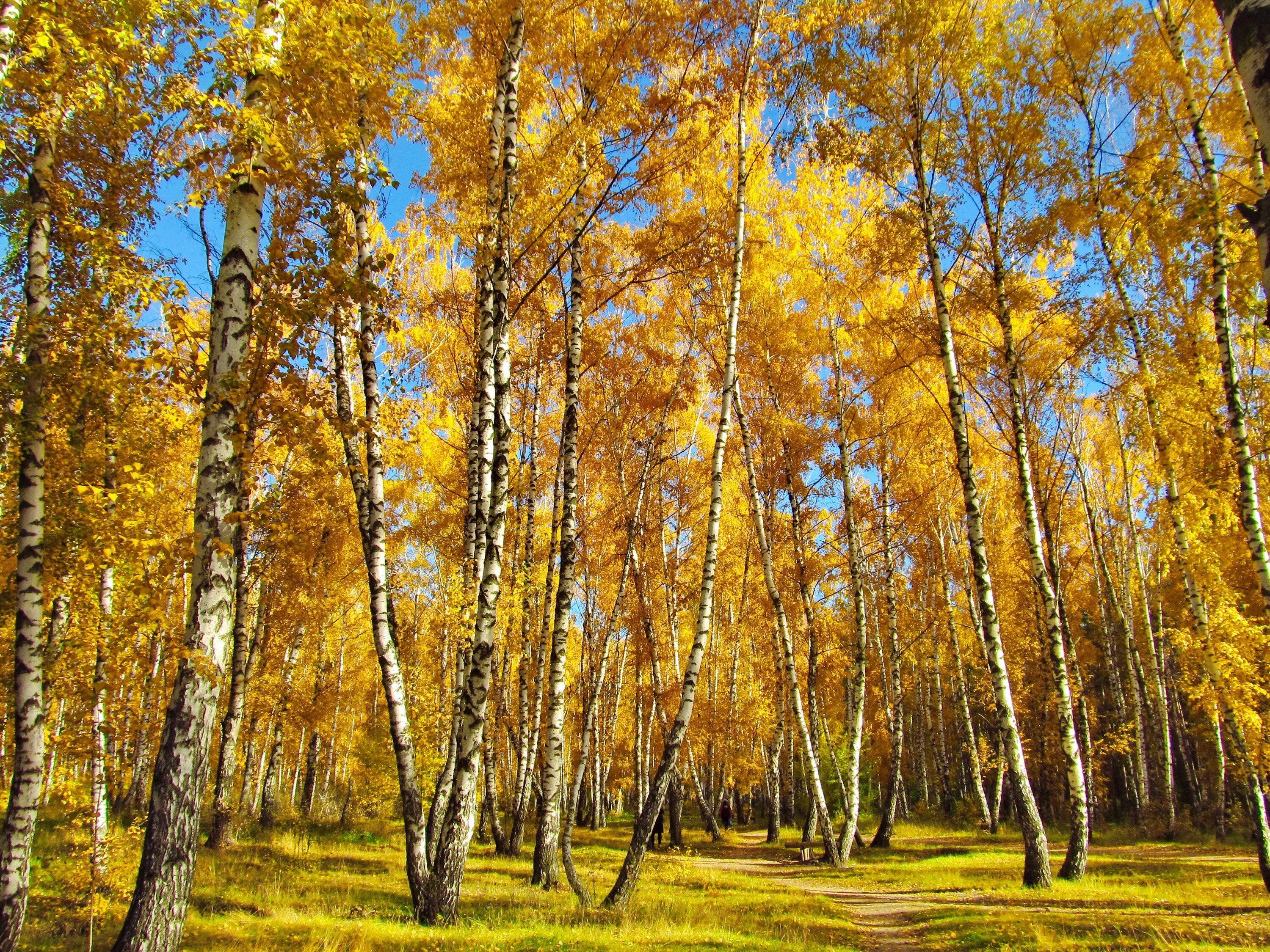 Осенняя береза. Березова роща Золотая осень. Лес осенью. Березовый лес осенью.