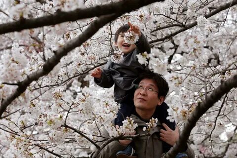 Sakura: Japan celebrates their blossoming cherry trees.