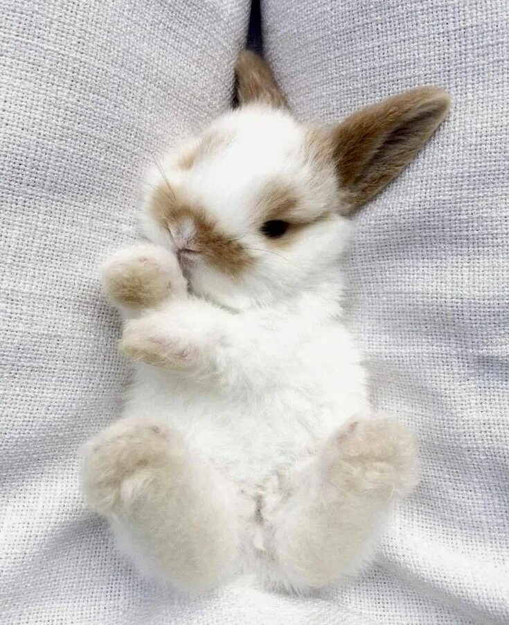 Как выглядит белый зайчик Coming Up Roses Cute animals, Cute baby animals, Funny animals