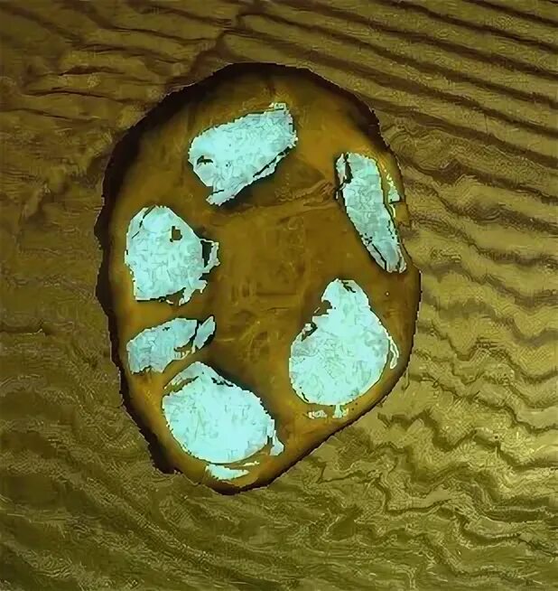 Артефакт из сталкера каменный цветок. Артефакты сталкер. Артефакт цветок. Артефакт цветок. Артефакт каменный цветок зов припяти.