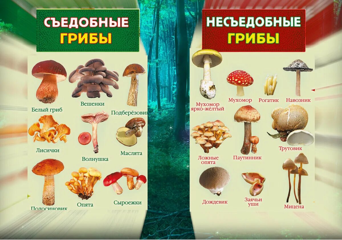 Съедобные грибы и несъедобные грибы. Таблица съедобных и несъедобных грибов. Несъедобные пластинчатые грибы. Таблица съеднвх и не сьедобных грибов. Гриб можно употреблять в пищу