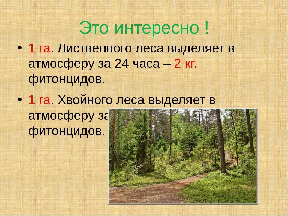 Шагая по пахучему лиственному покрову. Интересные факты о лесе. Факты о лесах России. Интересный лес. Интересные факты о лесах.