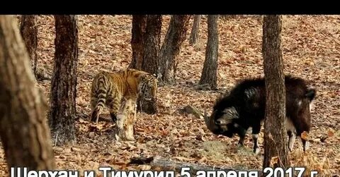 Шерхан в тайгане
