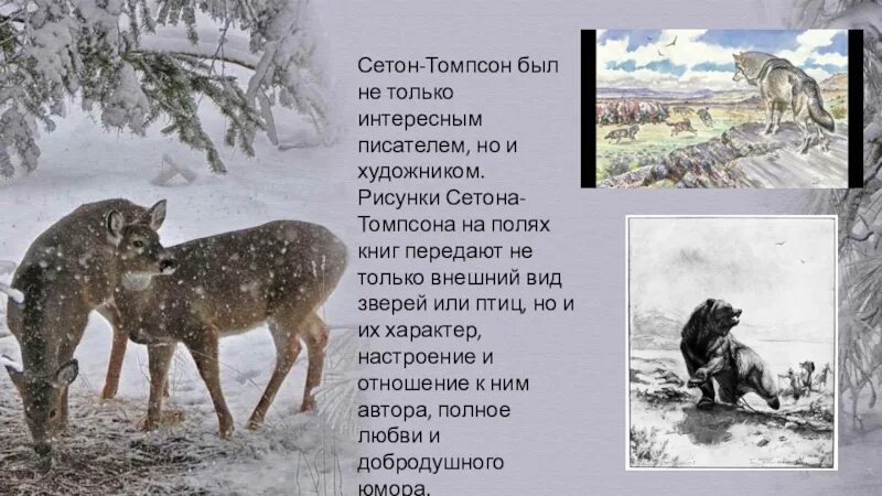 В гостях у сетон томпсона. Сетон томпсон интересные факты. Сетон томпсон иллюстрации. Мой дикий друг. Сетон томпсон моя жизнь.