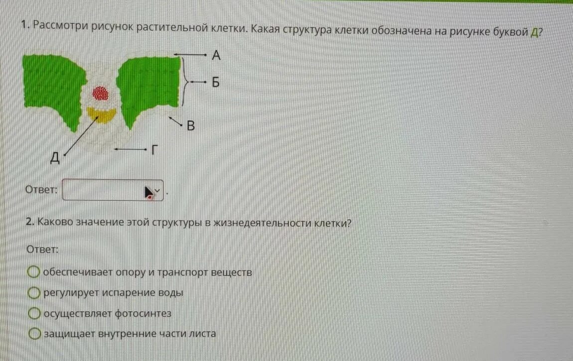 Рисунок растительной клетки 6 класс биология впр. Какая структура клетки обозначена. Структура растительной клетки рис 1. Какая структура клетки обозначена на рисунке 1. Какая структура клетки обозначена на рисунке буквой а.