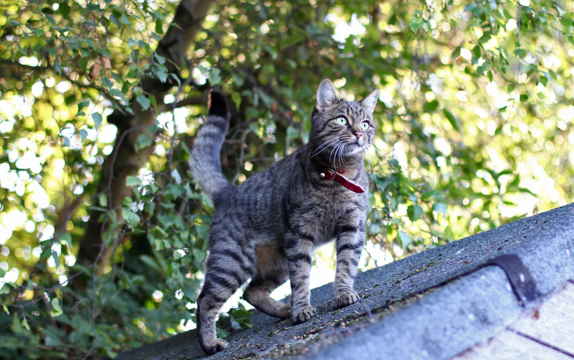 Кошечка гуляет. Коты. Котик на улице. Полосатый кот. Серая кошка на улице.