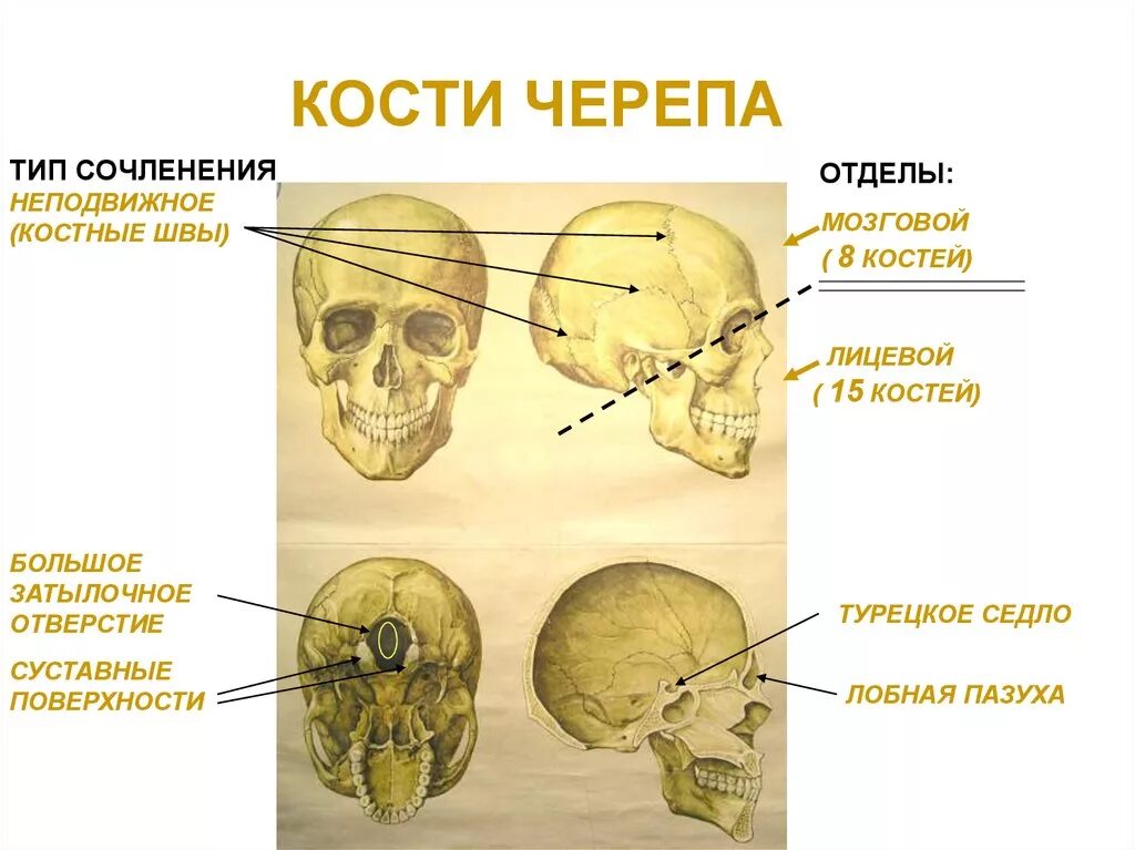 Кости черепа человека по отделам. Типы швов между костями черепа. Сочленение костей черепа. Отделы мозгового отдела черепа. Мозговая лицевая часть черепа