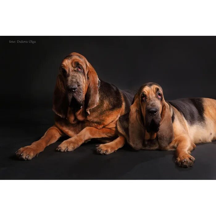 Bloodhound s regression