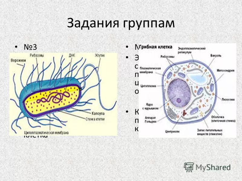 В клетках нет ядра какое царство. Строение эукариотической клетки грибов. В клетках нет ядра какое царство. В каких клетках отсутствует ядро. Строение организмов прокариоты эукариоты.