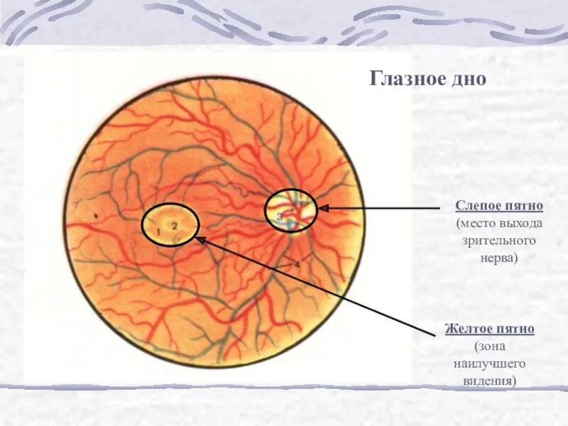 Желтое пятно. Глазное дно сетчатка глаза анатомия. Строение глазного яблока слепое пятно. Глазное дно слепое пятно. Слепое и желтое пятно сетчатки глаза.