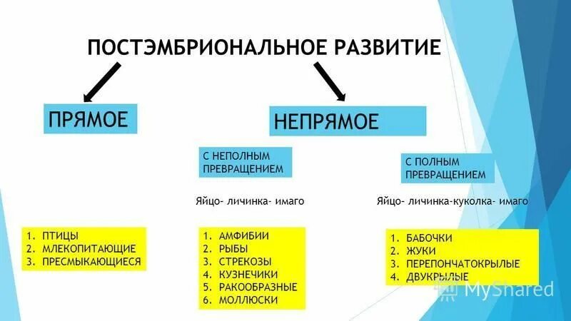 Характеристика прямого развития животных. Непрямое постэмбриональное развитие с неполным превращением. Прямое развитие и Непрямое развитие. Развитие прямое и Непрямое с полным и неполным метаморфозом. Полное неполное прямое Непрямое развитие.