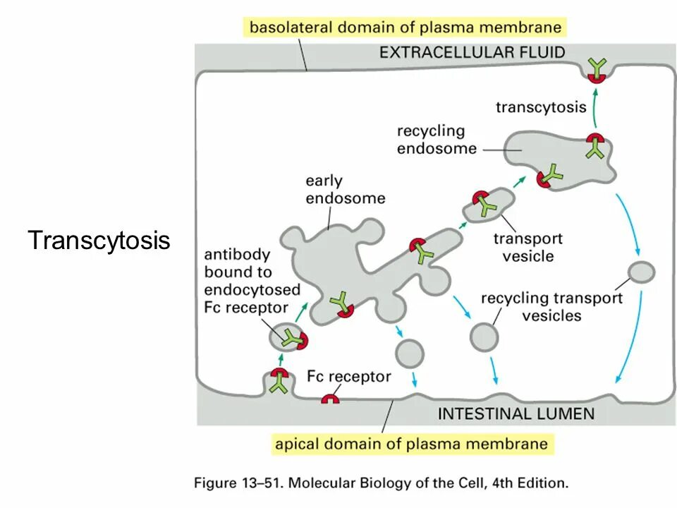 Транспорт белков внутриклеточный. Трансцитоз. Схема трансцитоза. Трансцитоз это физиология. Трансцитоз это микробиология.