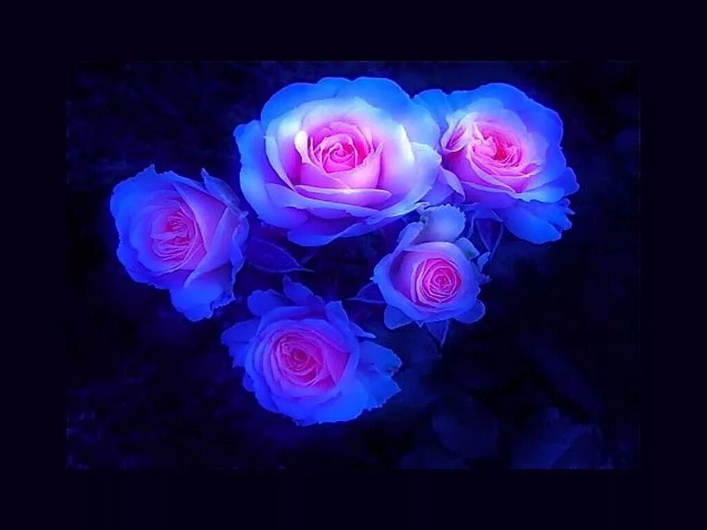 Сине розовый свет. Красные и синие розы. Синие розы фон.