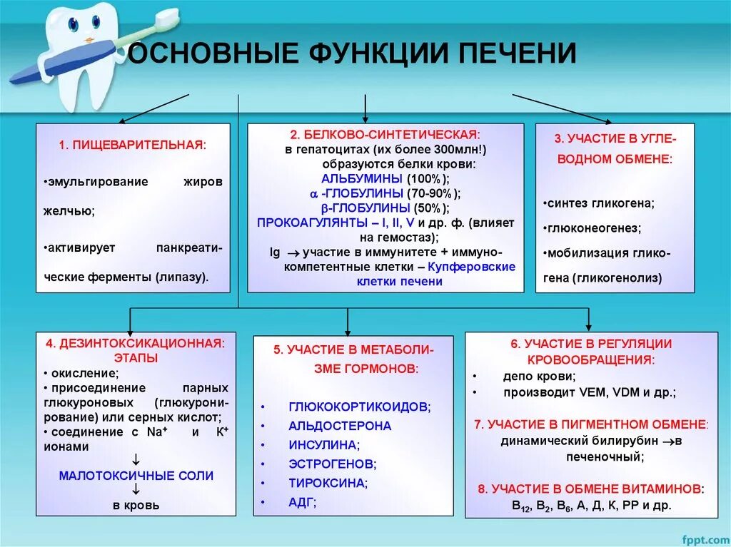 Назовите основные функции печени.. Перечислите основные функции печени.. Функции печени в организме человека таблица. Функция печени в организме человека кратко и понятно.