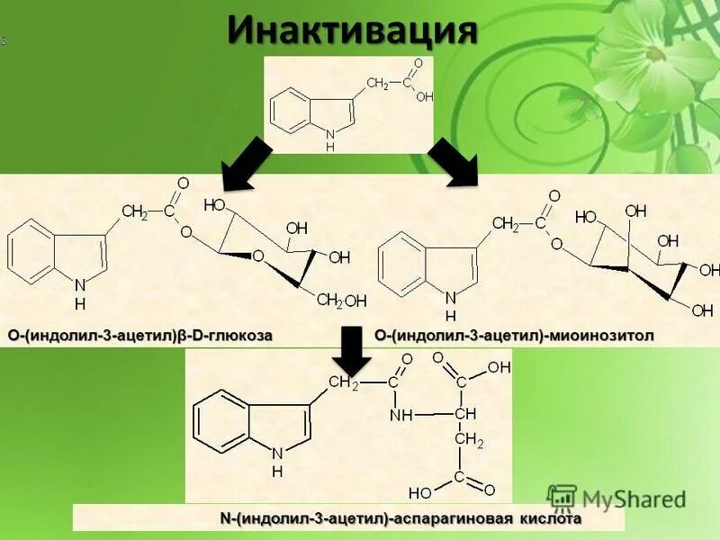 индол формула. индолил сірке қышқылы деп танылатын фитогормон. индолил-3-уксусная кислота. индол и хинолин формула. нафтилуксусная кислота.