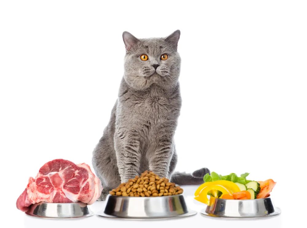 Как правильно кормить кошек сухим. Да кошка. Питание кошек. Еда для котов. Корм для кошек.