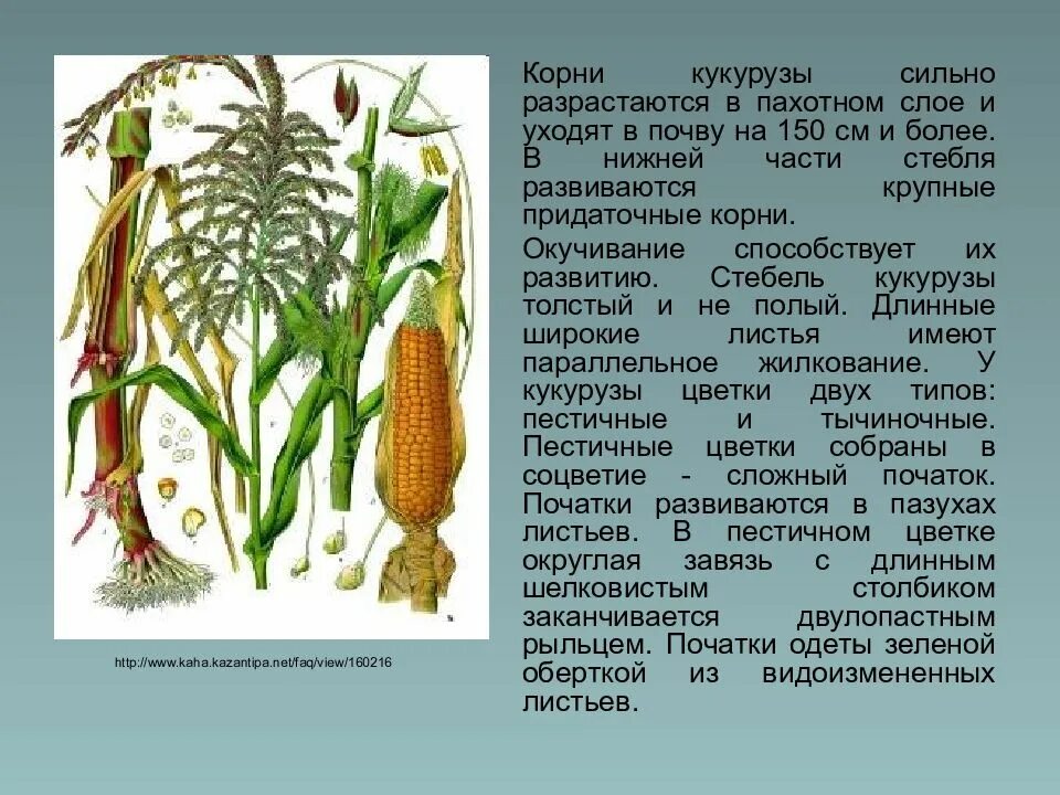 Корень образует листья. Корень кукурузы. Придаточные корни кукурузы. Строение початка кукурузы. Кукуруза части растения.