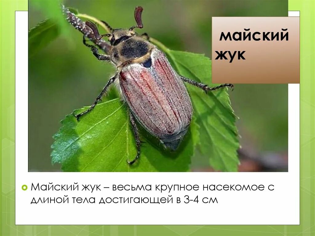 Майский жук какое превращение. Майский жук самец и самка. майский жук описание. майский жук подтип. майский жук девочки и мальчики.