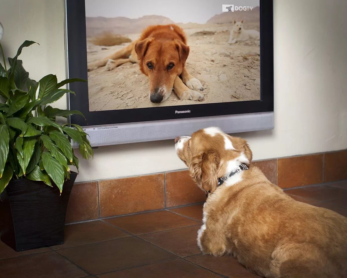 Включи на телевизоре животных. Собака и телевизор. Собака перед телевизором. Телевидение для собак. Собачий телевизор.