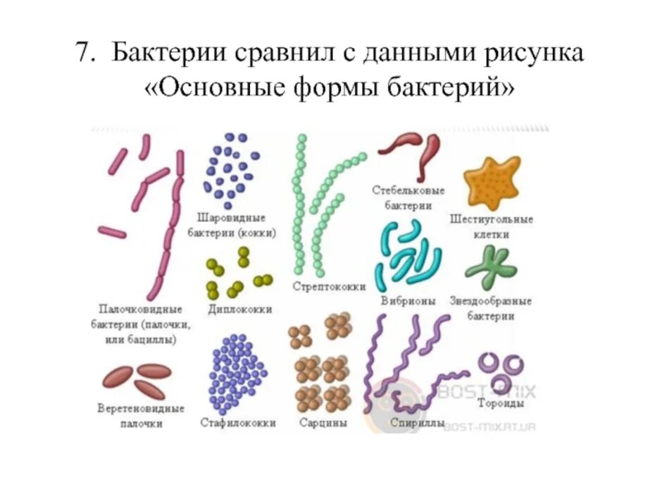 Бактерии примеры названия. Нарисуйте основные формы бактерий.. Три основных формы бактерий. Рис формы бактерий. Форма бактерии бациллы рисунок.