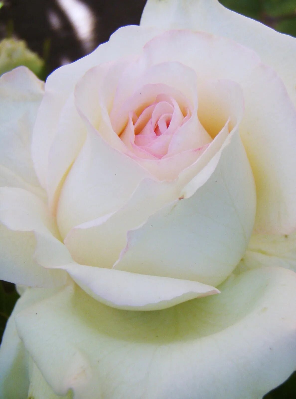 512066 be in rose 10x20. Roses isolated side view. Any rose am. Any rose am. 34 розы.