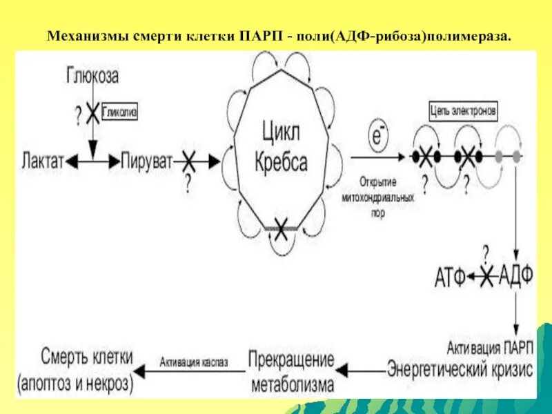 Механизмы гибели клеток. Поли-АДФ-рибозополимеразы-1. АДФ рибозилирование. Поли АДФ рибоза полимераза. Ингибиторы рака