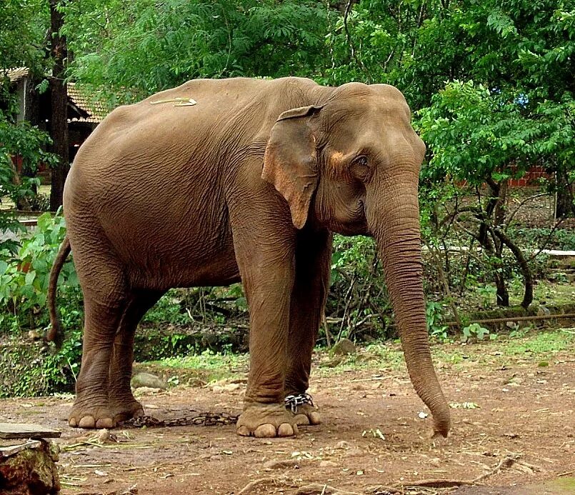 Цейлонский слон. Слон поклон.