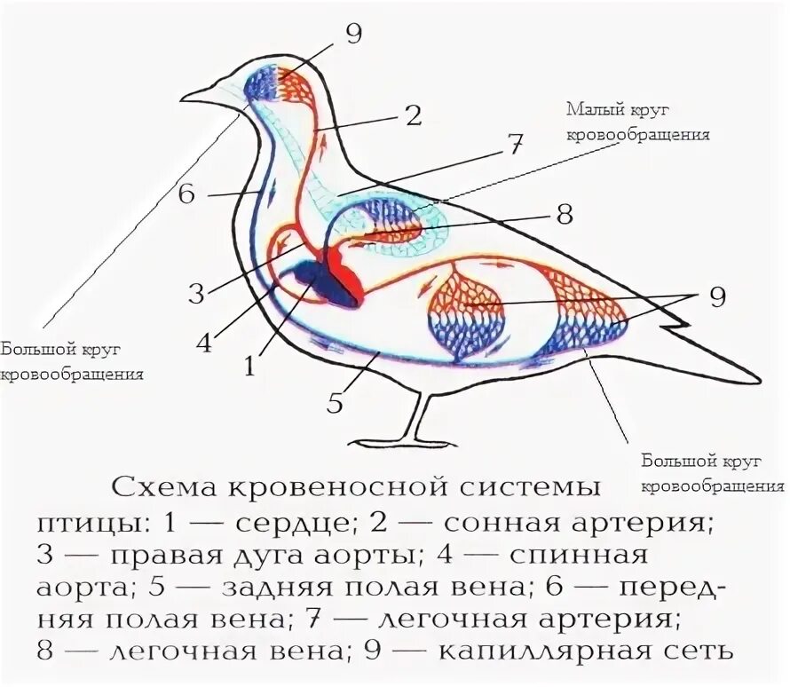 Кровеносная система птиц замкнутая
