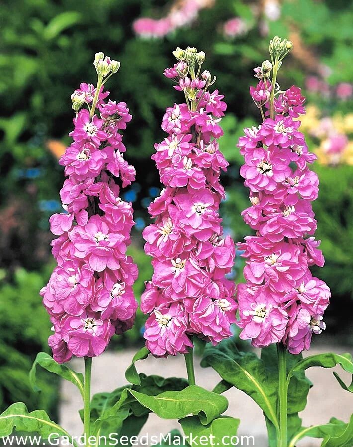 левкой седой (маттиола седая). левкой седой фото. маттиола левкой. левкой/маттиола седая(matthiola incana). маттиола centum rose.