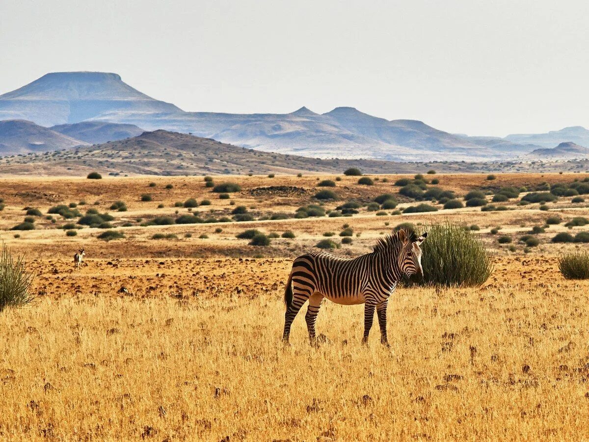 Africa safari. Саванна Дубай сафари. Зимбабве Саванна. Восточная Африка природа. Природа саванны.