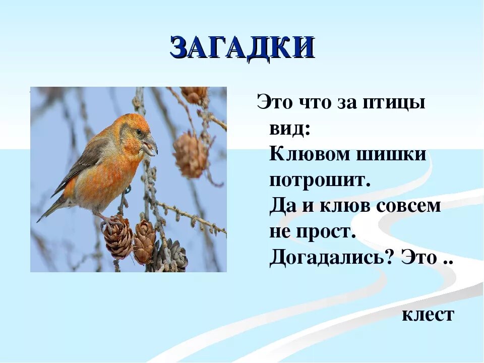 Загадки про птиц 4 года. Загадки про птиц. Загадки про зимующих птиц для детей. Загадка про птичку. Загадки про птиц с ответами.