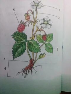 Подпиши название органов растения
