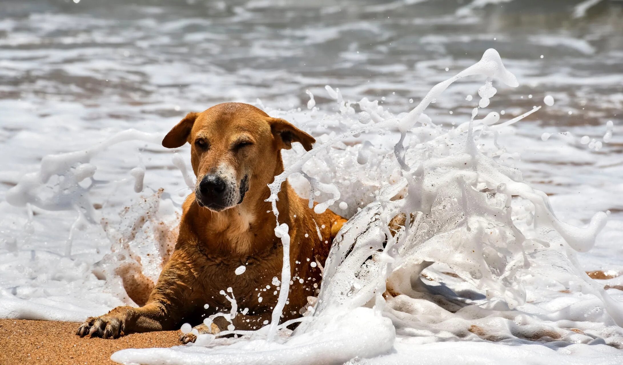 Собака прожить без воды. Собака на пляже. Собака плескается в воде. Щенок в воде. Собака под водой.