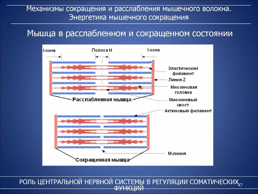 Последовательность мышечных элементов. Механизм расслабления мышечного волокна физиология. Механизм мышечного сокращения и расслабления мышечного волокна. Механизм сокращения и расслабления мышц физиология. Механизм мышечного сокращения и расслабления физиология.