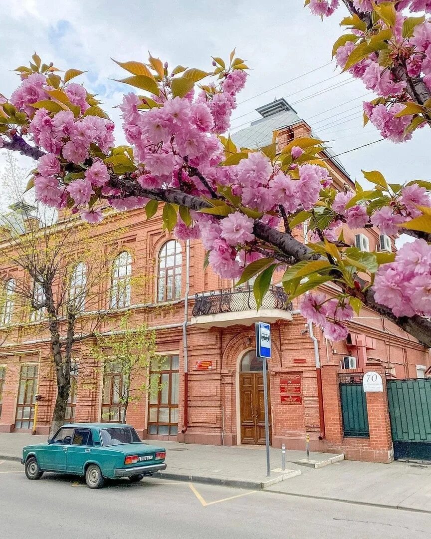 В краснодаре зацвели. Цветущая Ставропольская Краснодар. Цветет на Ставропольской улице в Краснодаре. Краснодар Ставропольская расцвела.