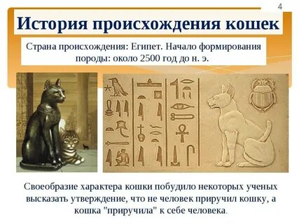 Кошки истории жизни