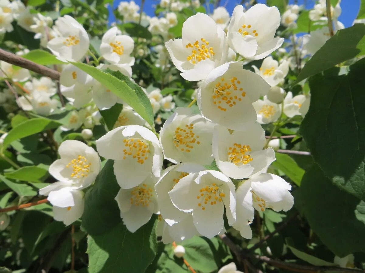 цветущий жасмин. чубушник цветение. жасмин цветение. цветущий чубушник. чубушник цветет.