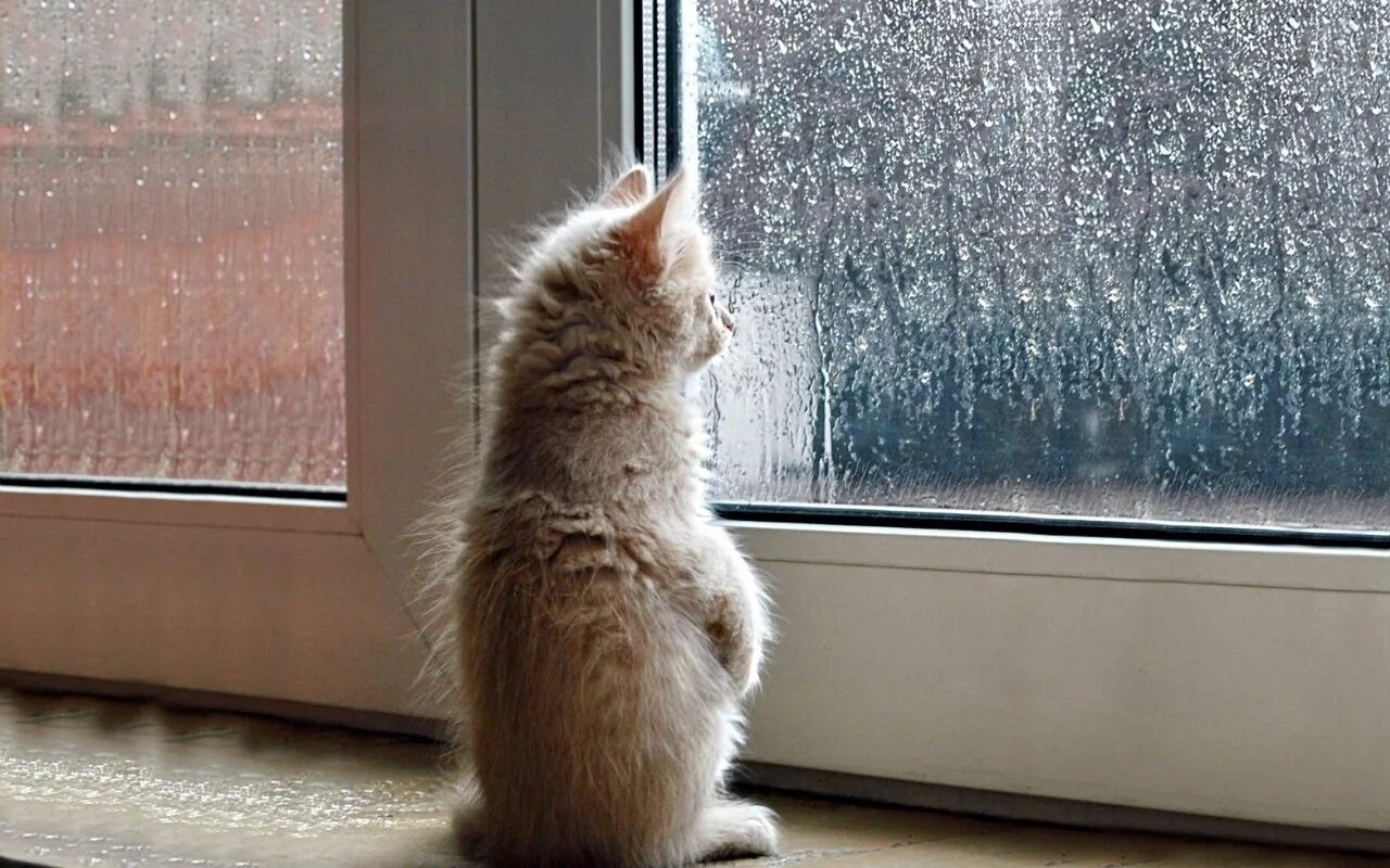 День без грусти. Котенок ждет у окна. Кот на окне. Кот скучает. Ждет у окна.