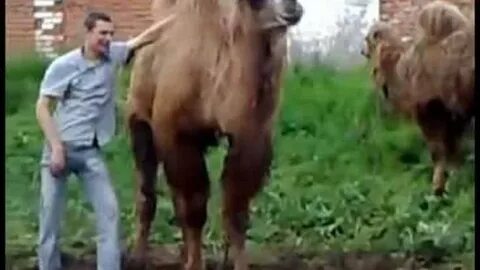 Видео лезь