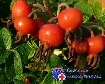 Боярышник скрещенный с шиповником