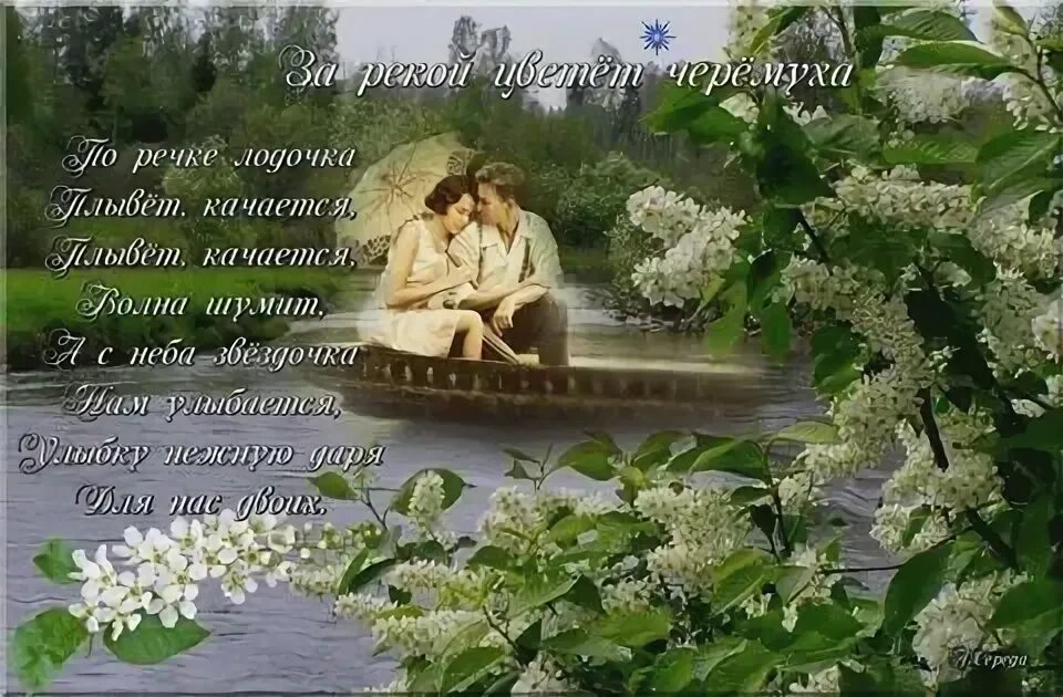 Черемуха белая переболит внутри чего. Черемуха белая переболит внутри чего