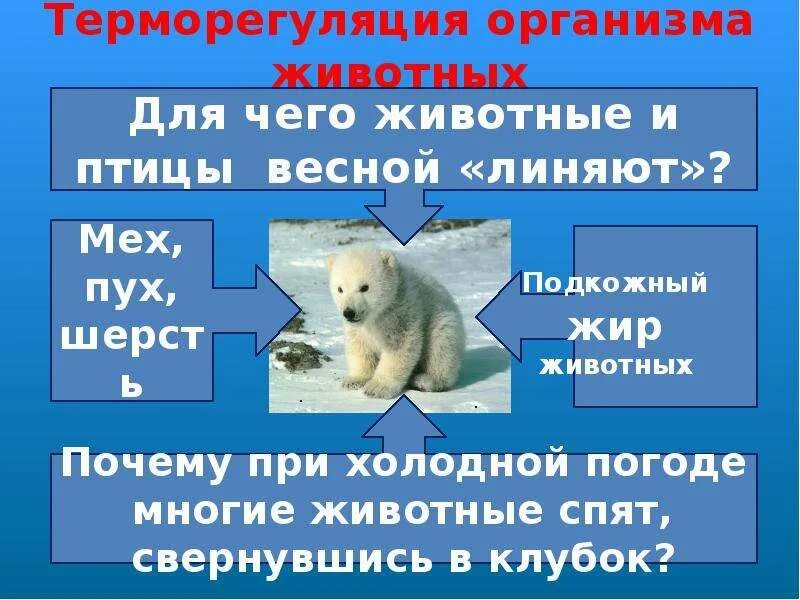 Почему в холодную погоду многие животные. Терморегуляция животных. Теплорегуляция в организме животных. Терморегуляция животных примеры. Терморегуляция млекопитающих.