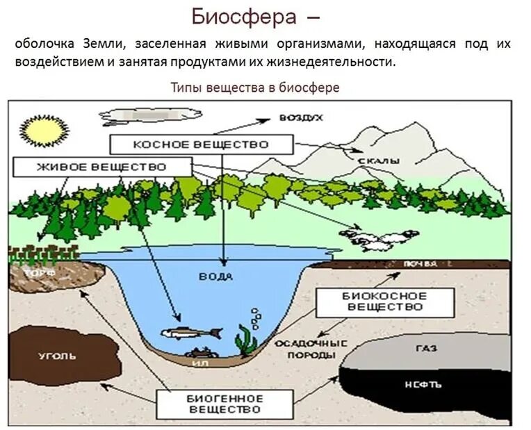 Биосферный уровень общая характеристика. Биосферный уровень организации. Биосферный уровень жизни. Характеристика биосферного уровня жизни. Биосферный уровень организации живых систем.