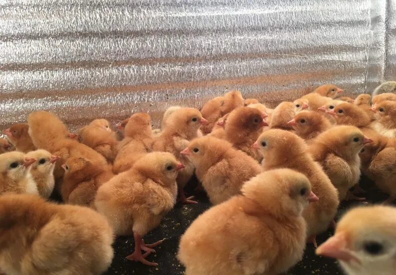 Куры несушки бройлеры: найдено 87 изображений